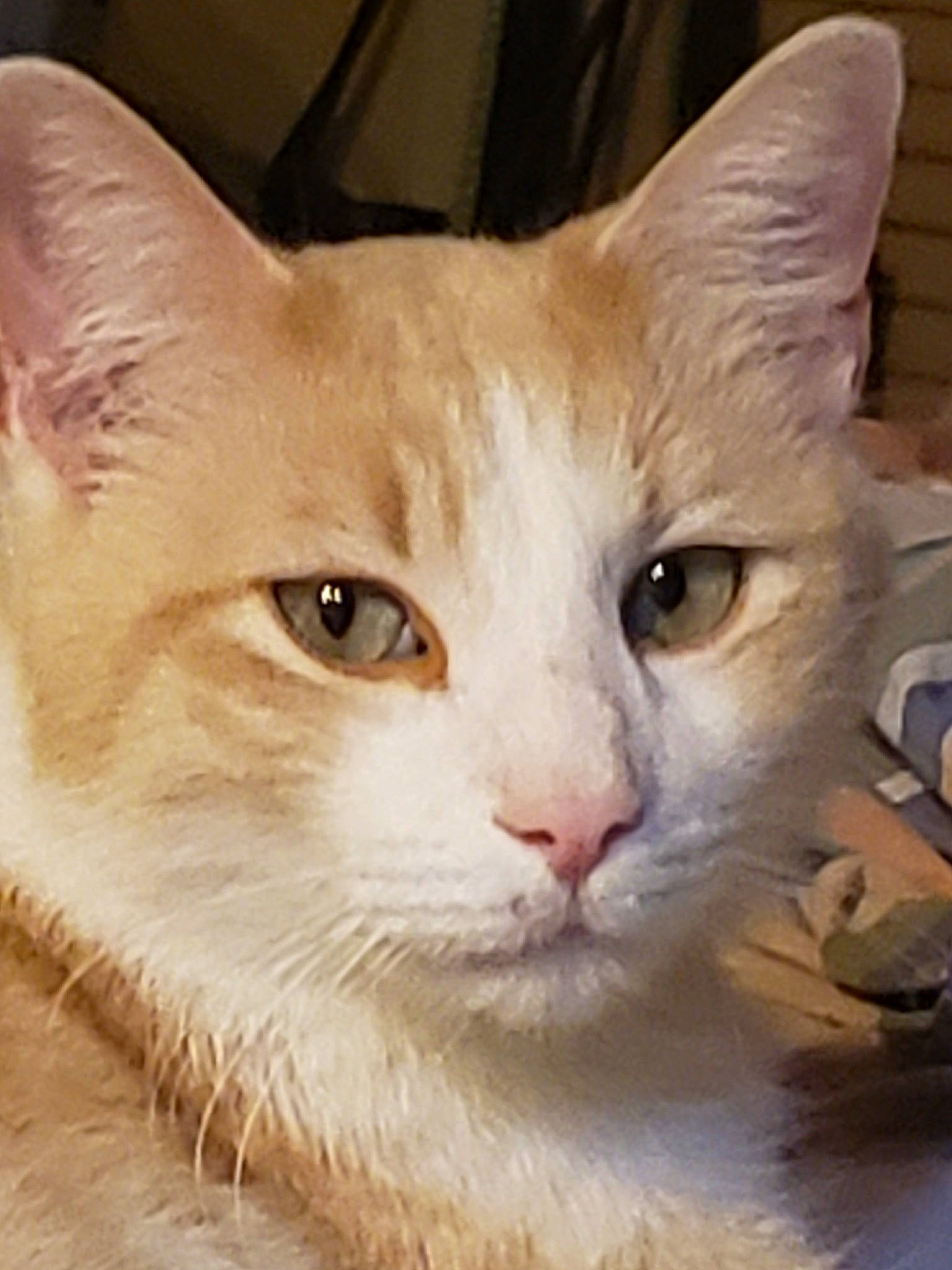 Champagne is registered to the contest to win money with this photo: aegean_cat, arabian_mau, asian, australian_mist, burmilla, carnivore, cat, colorpoint_shorthair, domestic_short_haired_cat, european_shorthair, eye, felidae, german_rex, javanese, mammal, oriental_longhair, small_to_medium_sized_cats, snout, vertebrate, whiskers