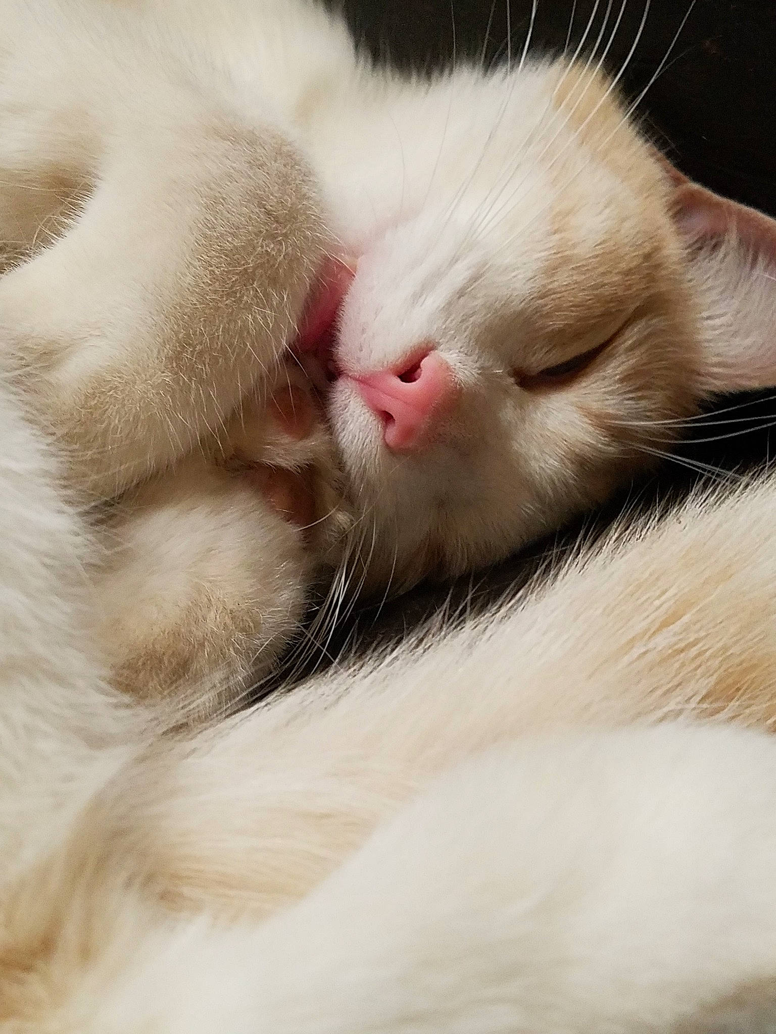 Champagne is registered to the contest to win money with this photo: carnivore, cat, close_up, eye, felidae, fur, khao_manee, kitten, nap, nose, paw, polydactyl_cat, ragdoll, skin, sleep, small_to_medium_sized_cats, snout, turkish_angora, turkish_van, whiskers