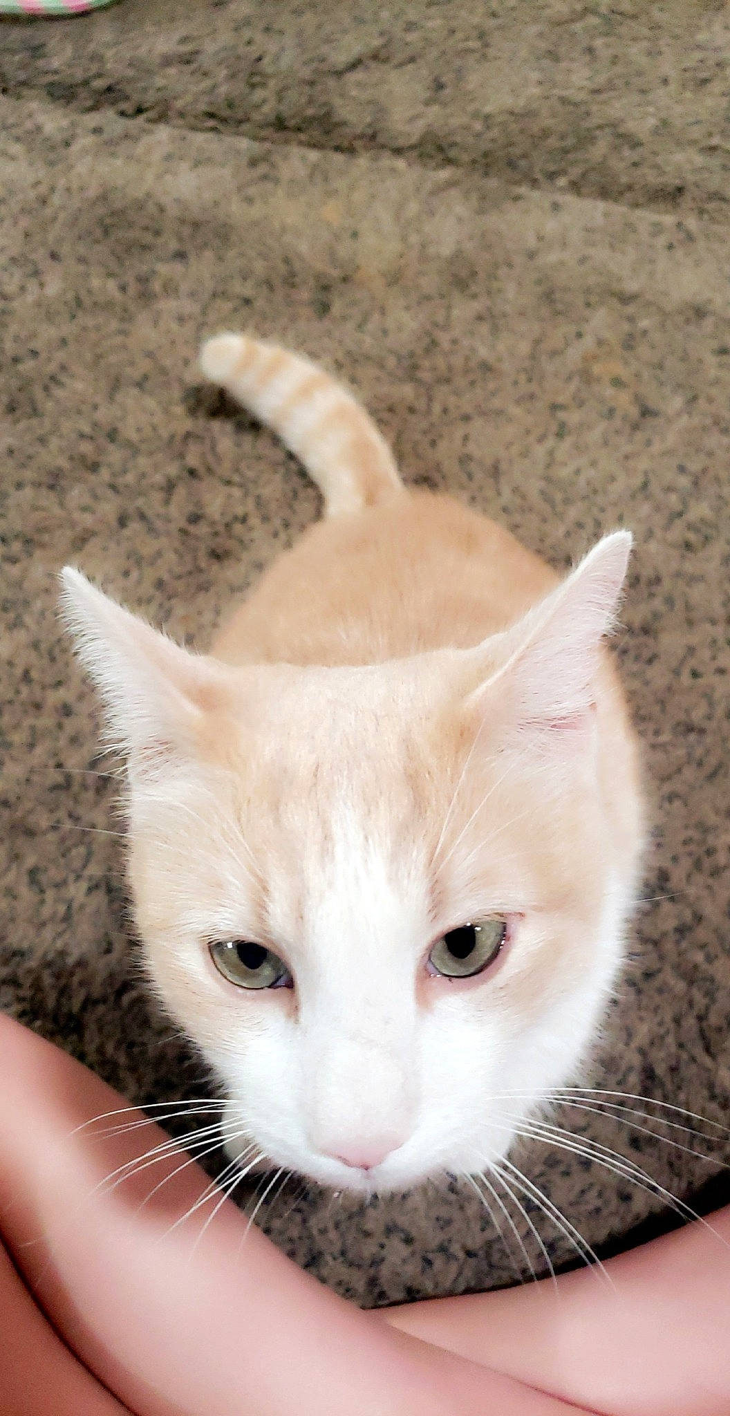 Champagne joined the competition — help win amazing prizes! aegean_cat, asian, burmilla, carnivore, cat, domestic_short_haired_cat, ear, european_shorthair, fawn, felidae, fur, khao_manee, kitten, mammal, small_to_medium_sized_cats, tail, turkish_angora, turkish_van, whiskers