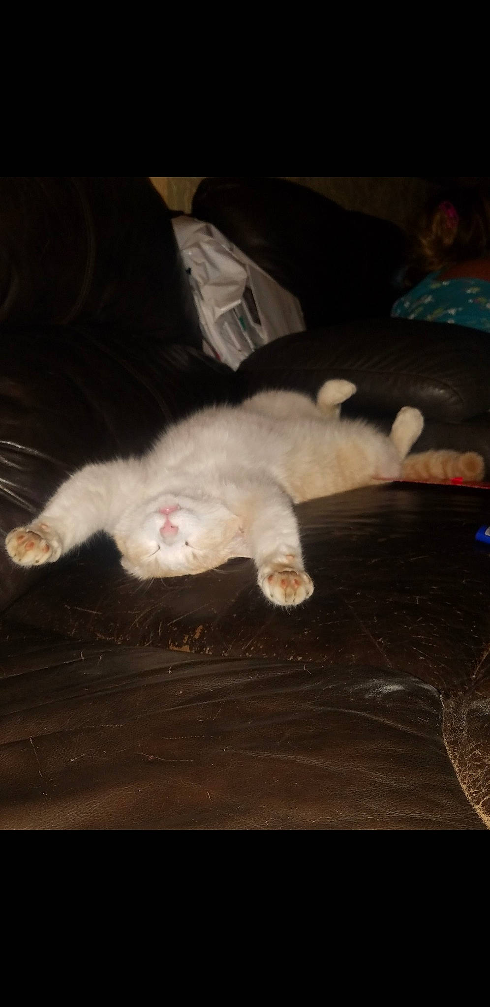 Champagne joined the competition — help win amazing prizes! burmilla, carnivore, cat, claw, colorpoint_shorthair, fawn, felidae, khao_manee, kitten, paw, small_to_medium_sized_cats, tail, turkish_angora, turkish_van, whiskers