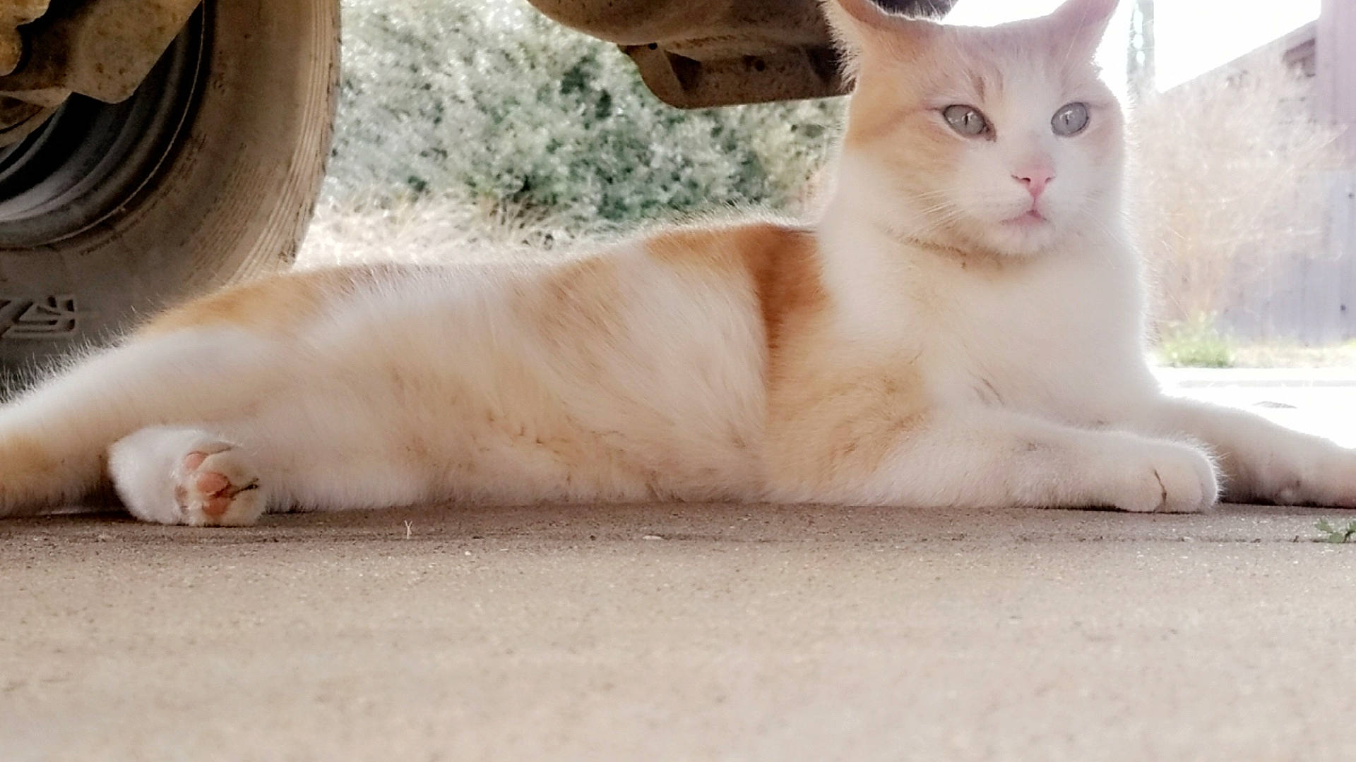 Champagne is registered to the contest to win money with this photo: aegean_cat, asian, burmilla, carnivore, cat, eye, felidae, kitten, leg, mammal, nose, paw, polydactyl_cat, skin, small_to_medium_sized_cats, snout, turkish_angora, turkish_van, vertebrate, whiskers