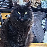 Pacha participe au concours pour gagner de l'argent avec cette photo : animal, black_cat, cat, cozy, cute, decor, domestic_cat, feline, fluffy, fur, green_eyes, household, indoor, mischievous, pet, portrait, relaxed, sitting, tongue_out, wooden_surface