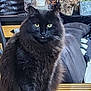 animal, black_cat, cat, cozy, cute, decor, domestic_cat, feline, fluffy, fur, green_eyes, household, indoor, mischievous, pet, portrait, relaxed, sitting, tongue_out, wooden_surface
