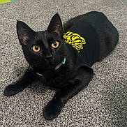 Larry is registered to the contest to win money with this photo: black_cat, cat, pet, animal, feline, lying_down, carpet, indoor, home, black_fur, yellow_eyes, collar, clothing, shirt, costume, portrait, close_up, looking_at_camera, relaxed, floor
