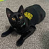 black_cat, cat, pet, animal, feline, lying_down, carpet, indoor, home, black_fur, yellow_eyes, collar, clothing, shirt, costume, portrait, close_up, looking_at_camera, relaxed, floor