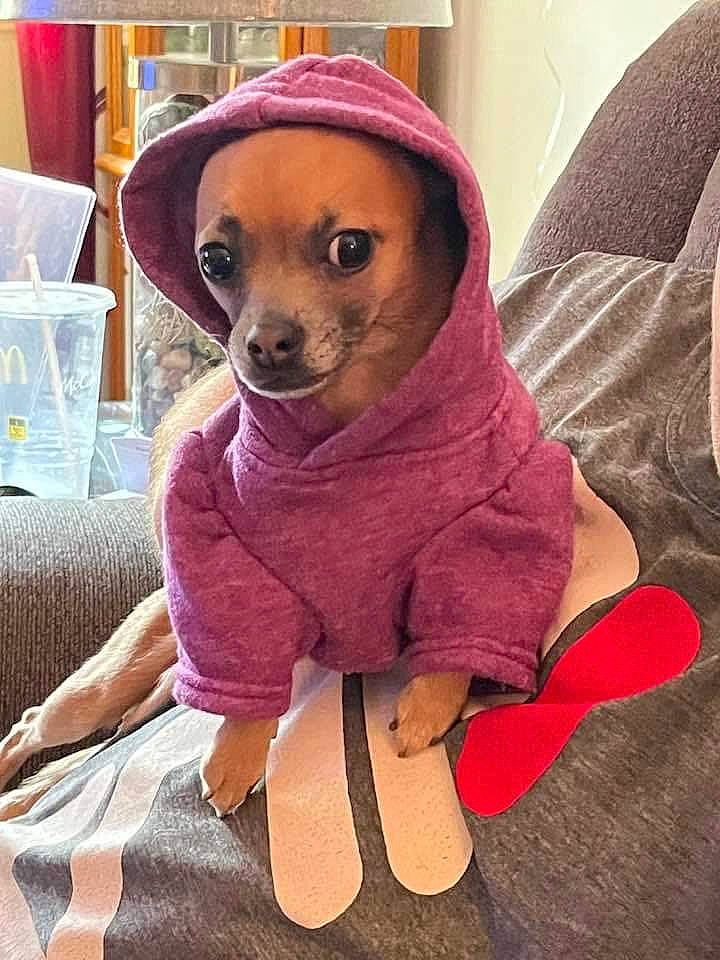 Fancy is registered to the contest to win money with this photo: carnivore, chihuahua, comfort, companion_dog, dog, dog_breed, dog_clothes, dog_supply, eyewear, fawn, goggles, pink, purple, sleeve, smile, snout, sunglasses, toy_dog, whiskers, working_animal