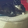 cat, tuxedo_cat, black_and_white, pet, animal, whiskers, blue_eyes, sitting, portrait, indoor, couch, cushion, blanket, carpet, red_background, dark_lighting, cozy, alert, long_hair, home