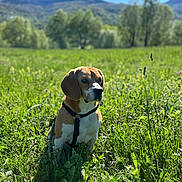 Tango participe au concours pour gagner de l'argent avec cette photo : animal, beagle, blue_sky, canine, daylight, dog, field, grass, greenery, harness, mountains, nature, outdoor, pet, portrait, scenic, sitting, sunlight, trees, wildflowers