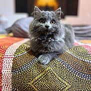 Alba a rejoint le concours — aidez-le/la à gagner de superbes lots ! cat, gray_cat, fluffy, pet, animal, indoor, bed, blanket, patterned_blanket, relaxed, cute, feline, whiskers, ears, eyes, fur, resting, domestic_cat, closeup, portrait