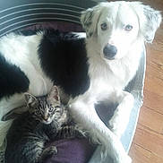 Gaya participe au concours pour gagner de l'argent avec cette photo :