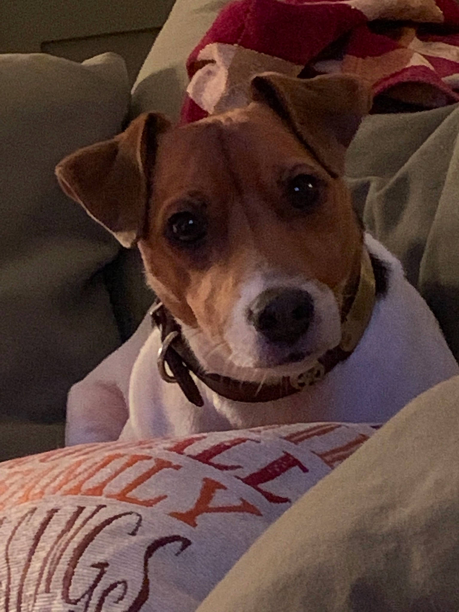 Austin is registered to the contest to win money with this photo: brazilian_terrier, canidae, carnivore, companion_dog, dog, dog_breed, ear, fawn, jack_russell_terrier, mammal, puppy, rat_terrier, russell_terrier, snout, vertebrate, whiskers
