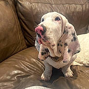 Mateo joined the competition — help win amazing prizes! dog, puppy, brown_leather_couch, spotted_dog, pink_nose, black_spots, pet, indoor, blanket, cozy, living_room, fur, ears, collar, cute, seated, looking_up, whiskers, home, animal