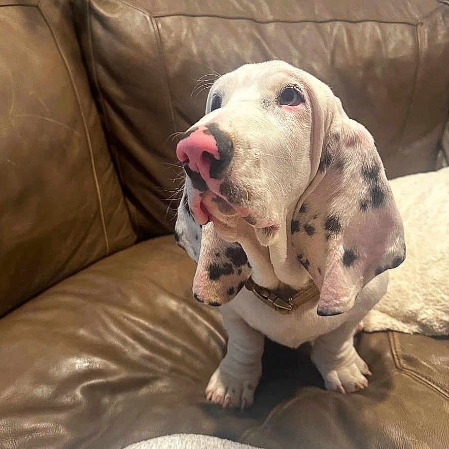 Mateo joined the competition — help win amazing prizes! animal, black_spots, blanket, brown_leather_couch, collar, cozy, cute, dog, ears, fur, home, indoor, living_room, looking_up, pet, pink_nose, puppy, seated, spotted_dog, whiskers