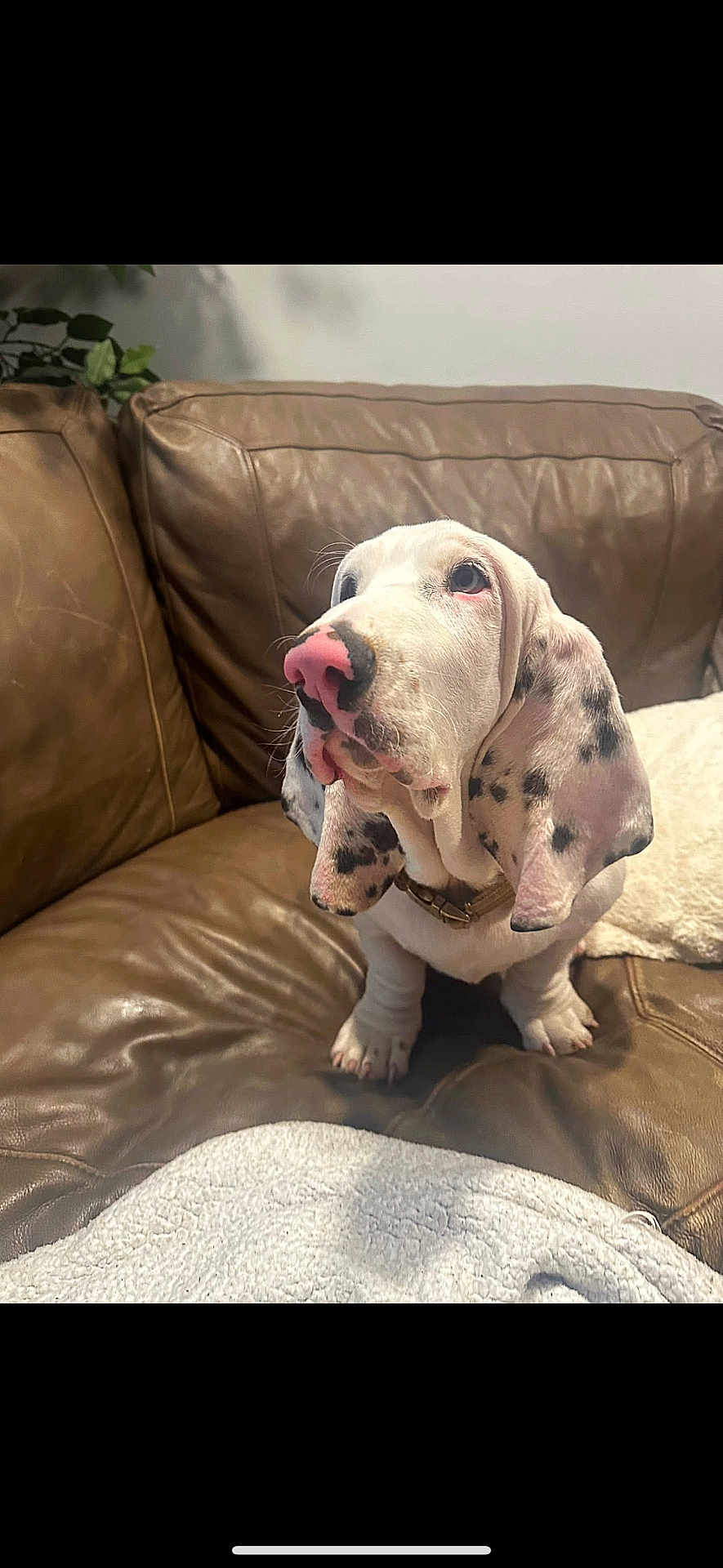 Mateo joined the competition — help win amazing prizes! dog, puppy, brown_leather_couch, spotted_dog, pink_nose, black_spots, pet, indoor, blanket, cozy, living_room, fur, ears, collar, cute, seated, looking_up, whiskers, home, animal