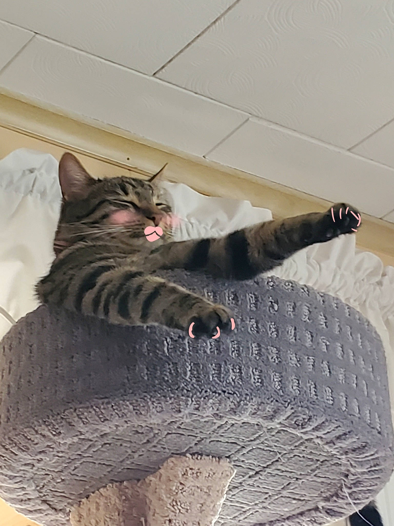 Scooter is registered to the contest to win money with this photo: black_cat, carnivore, cat, comfort, domestic_short_haired_cat, felidae, flooring, foot, fur, grey, human_leg, knee, leg, pattern, sitting, small_to_medium_sized_cats, tail, thigh, whiskers, woolen