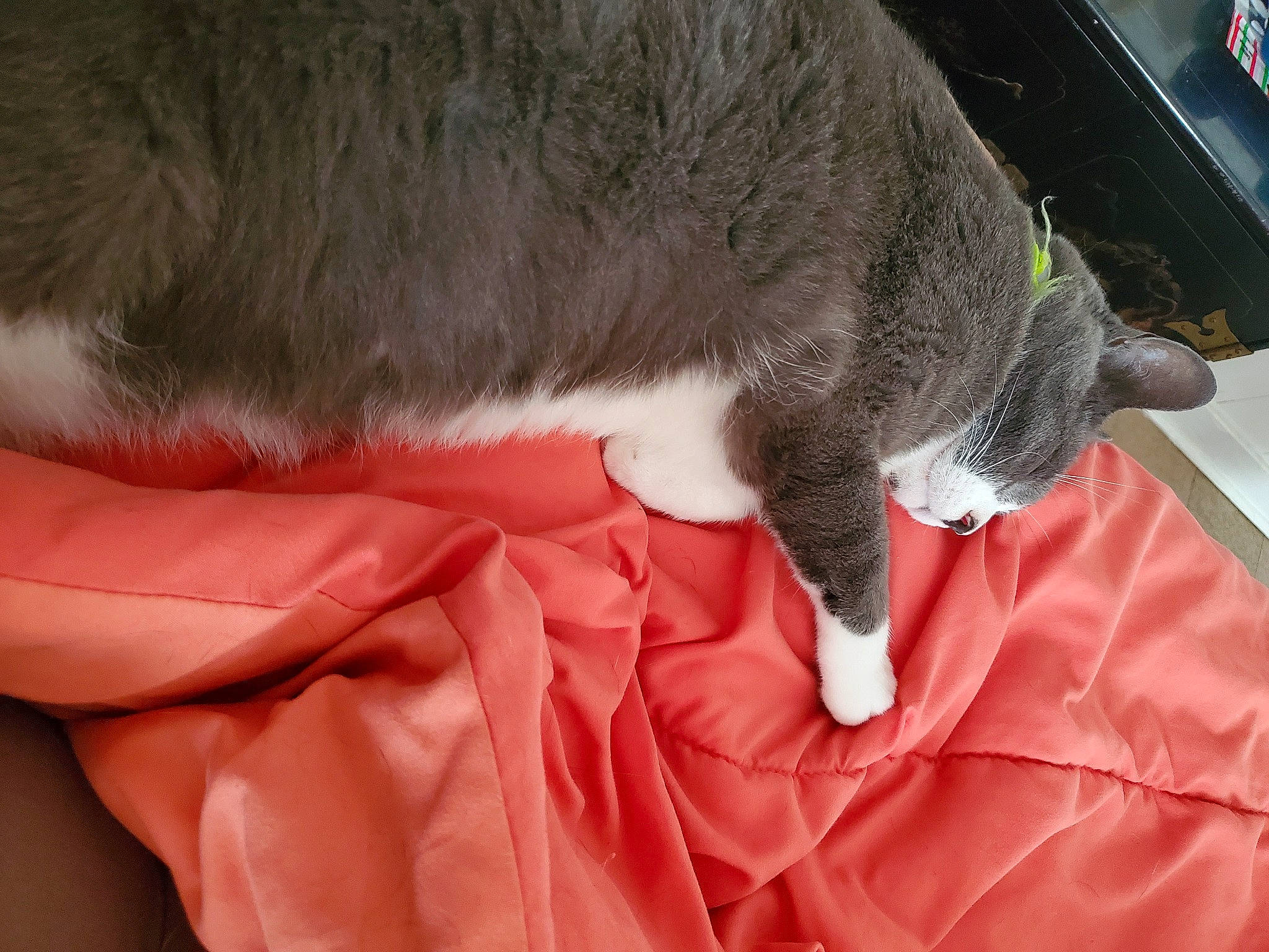 Fuzzy joined the competition — help win amazing prizes! canidae, carnivore, cat, chartreux, claw, collar, comfort, dog_breed, domestic_short_haired_cat, felidae, fur, gesture, human_leg, nap, paw, small_to_medium_sized_cats, snout, sporting_group, tail, whiskers