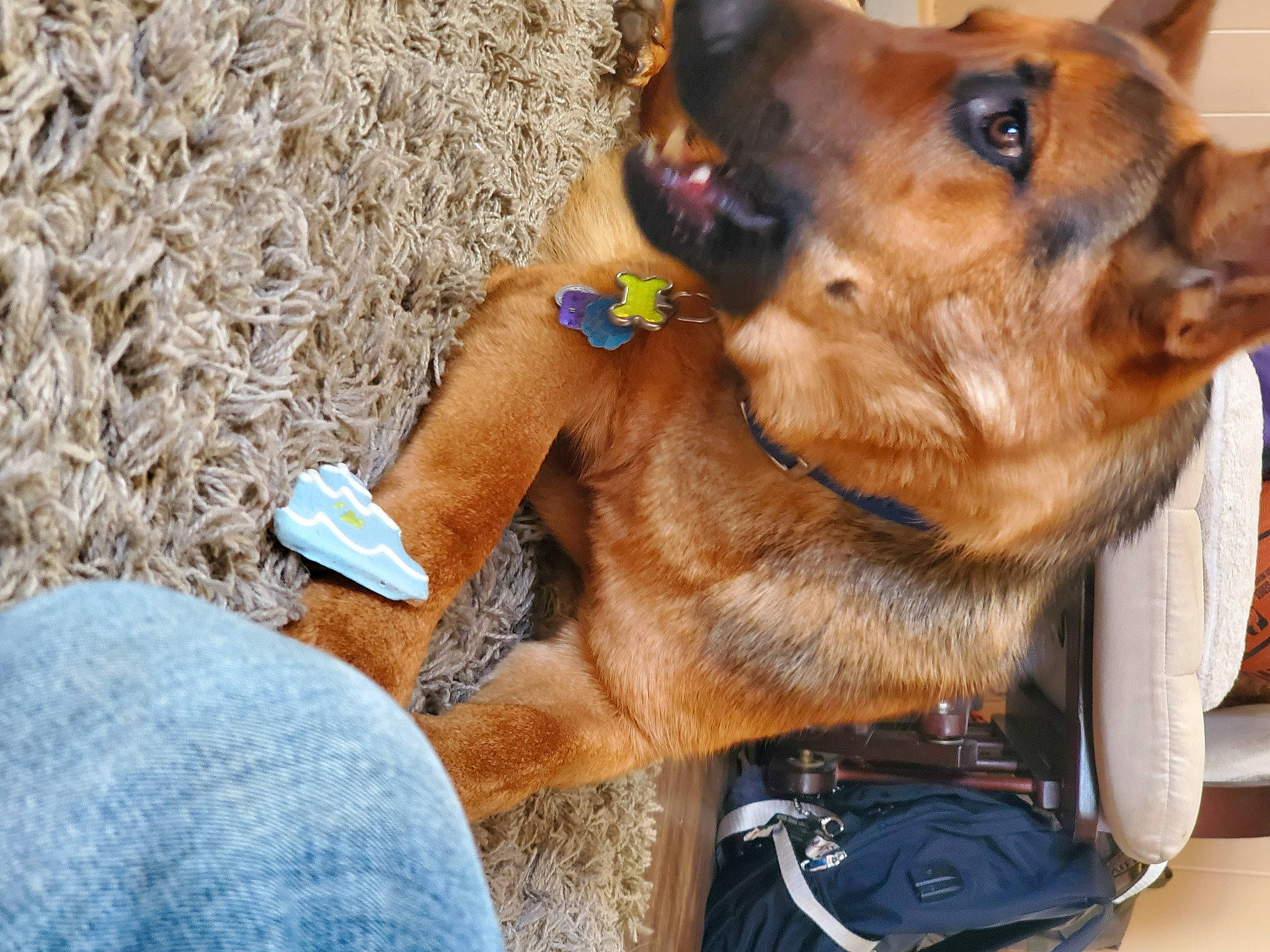 Nico joined the competition — help win amazing prizes! canidae, carnivore, collar, companion_dog, dog, dog_breed, dog_collar, dog_supply, ear, fashion_accessory, fawn, fur, leash, liver, paw, pet_supply, snout, sporting_group, whiskers, working_animal