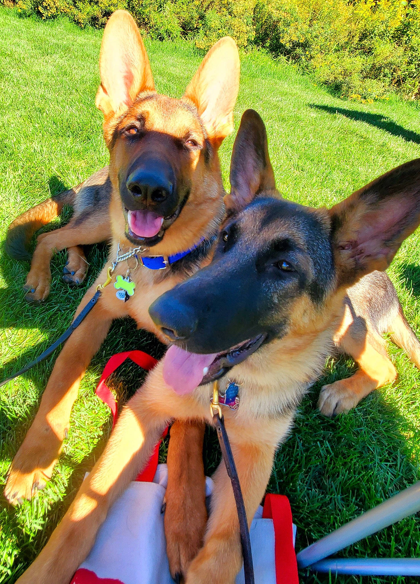 Nico is registered to the contest to win money with this photo: canidae, carnivore, collar, companion_dog, dog, dog_breed, dog_collar, dog_supply, east_european_shepherd, fawn, german_shepherd_dog, grass, herding_dog, king_shepherd, old_german_shepherd_dog, plant, recreation, snout, sporting_group, working_animal