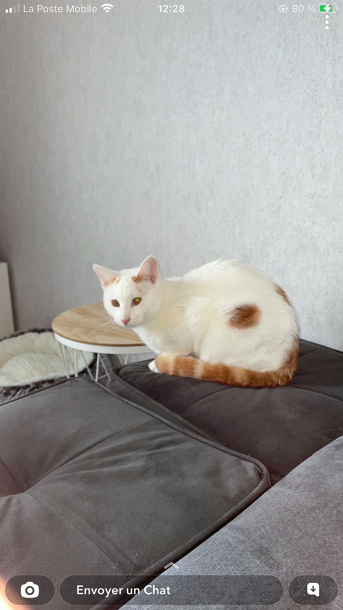 Darwin a rejoint le concours — aidez-le/la à gagner de superbes lots ! bed, bedding, carnivore, cat, comfort, domestic_short_haired_cat, fawn, felidae, fur, hardwood, linens, paw, room, small_to_medium_sized_cats, snout, tail, whiskers, wood