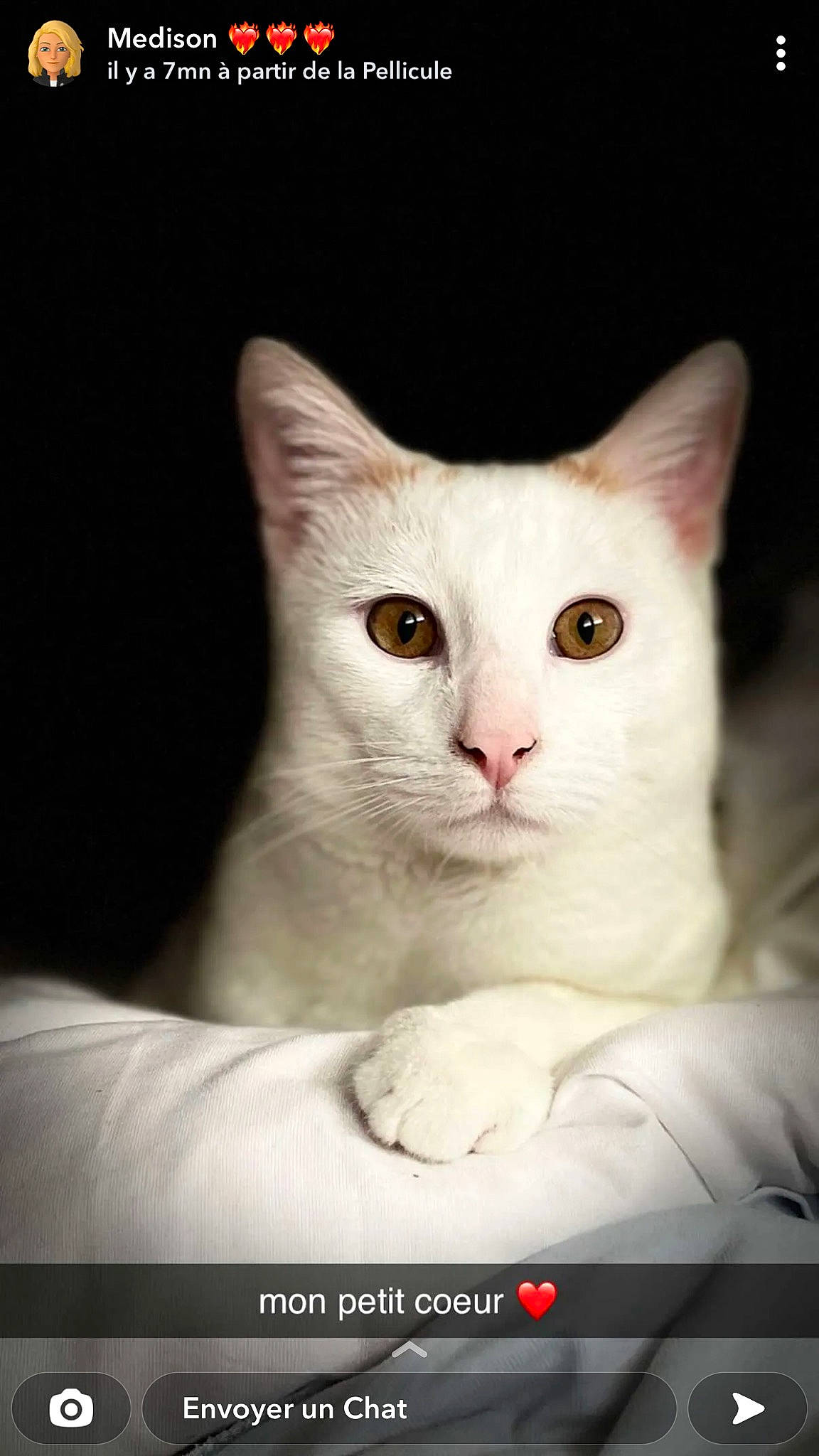 Darwin participe au concours pour gagner de l'argent avec cette photo : carnivore, cat, domestic_short_haired_cat, ear, eye, eyelash, felidae, fur, head, no_expression, paw, photo_caption, small_to_medium_sized_cats, snout, tail, terrestrial_animal, whiskers, window