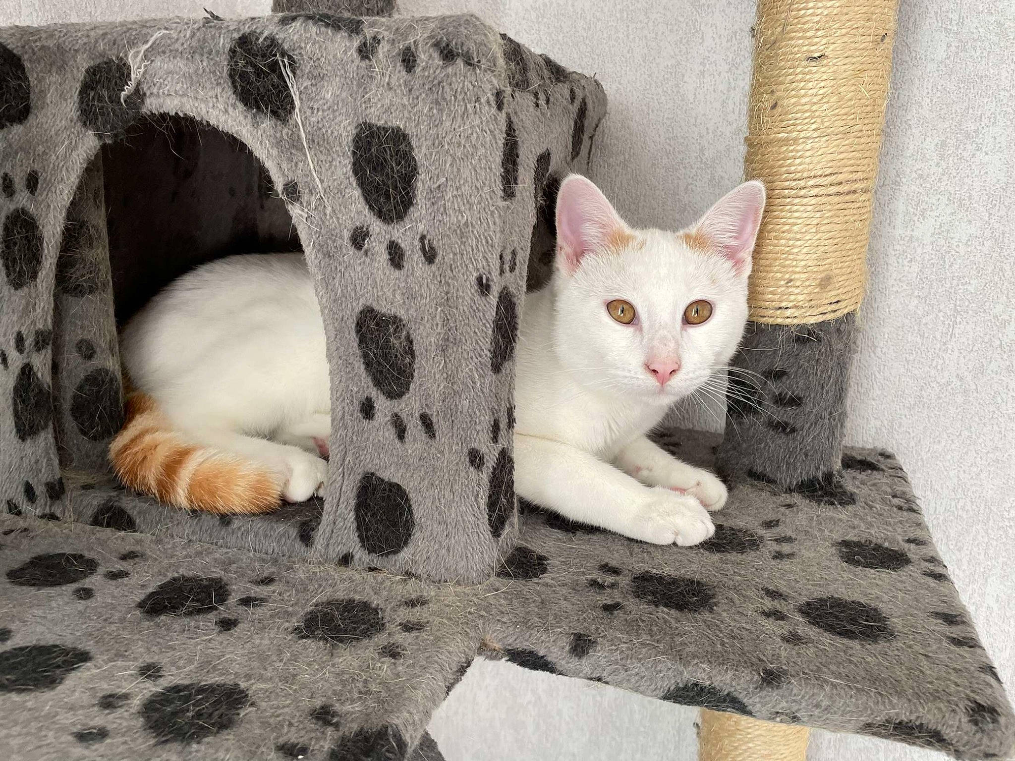 Darwin a rejoint le concours — aidez-le/la à gagner de superbes lots ! carnivore, cat, cat_supply, comfort, couch, domestic_short_haired_cat, fawn, felidae, fur, grey, linens, pattern, paw, pet_supply, small_to_medium_sized_cats, snout, tail, whiskers, white, wood