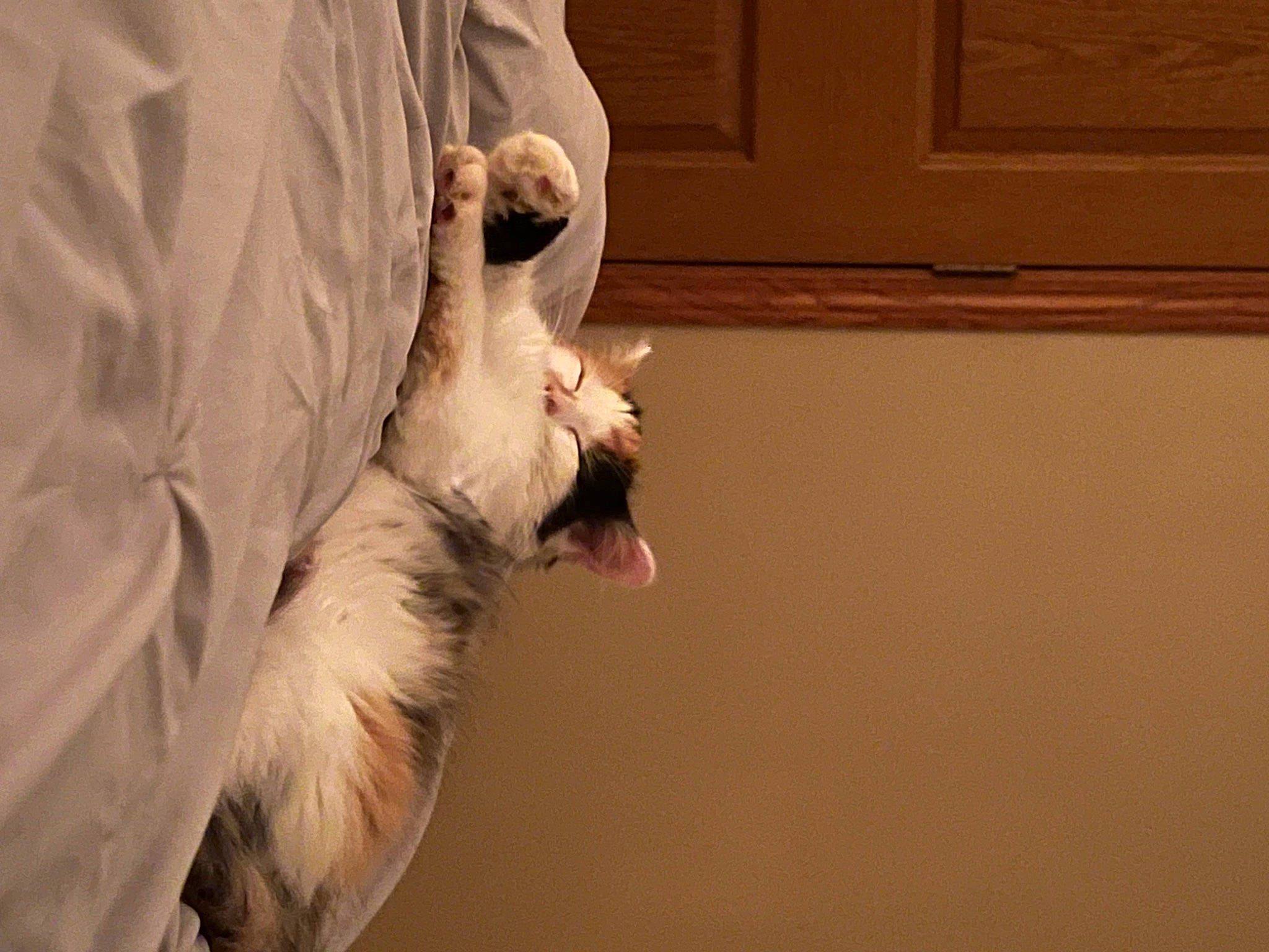 Allie joined the competition — help win amazing prizes! beak, carnivore, cat, claw, door, fang, fawn, feather, felidae, fur, gesture, jaw, paw, room, small_to_medium_sized_cats, tail, whiskers, window, wing, wood