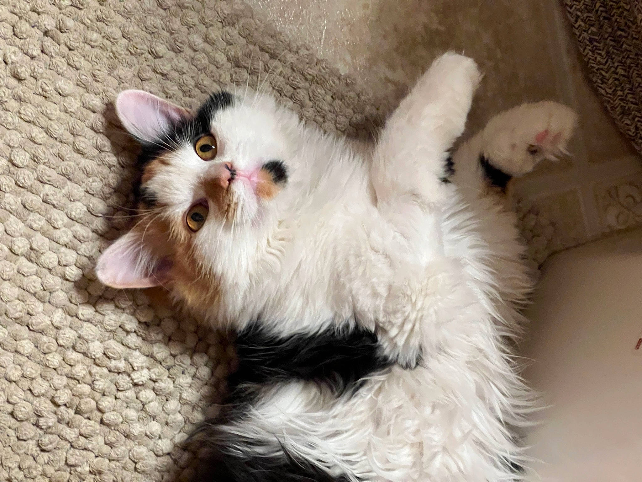 Allie joined the competition — help win amazing prizes! canidae, carnivore, cat, cat_toy, claw, comfort, companion_dog, dog_breed, eye, fawn, felidae, foot, fur, paw, small_to_medium_sized_cats, tail, terrestrial_animal, whiskers