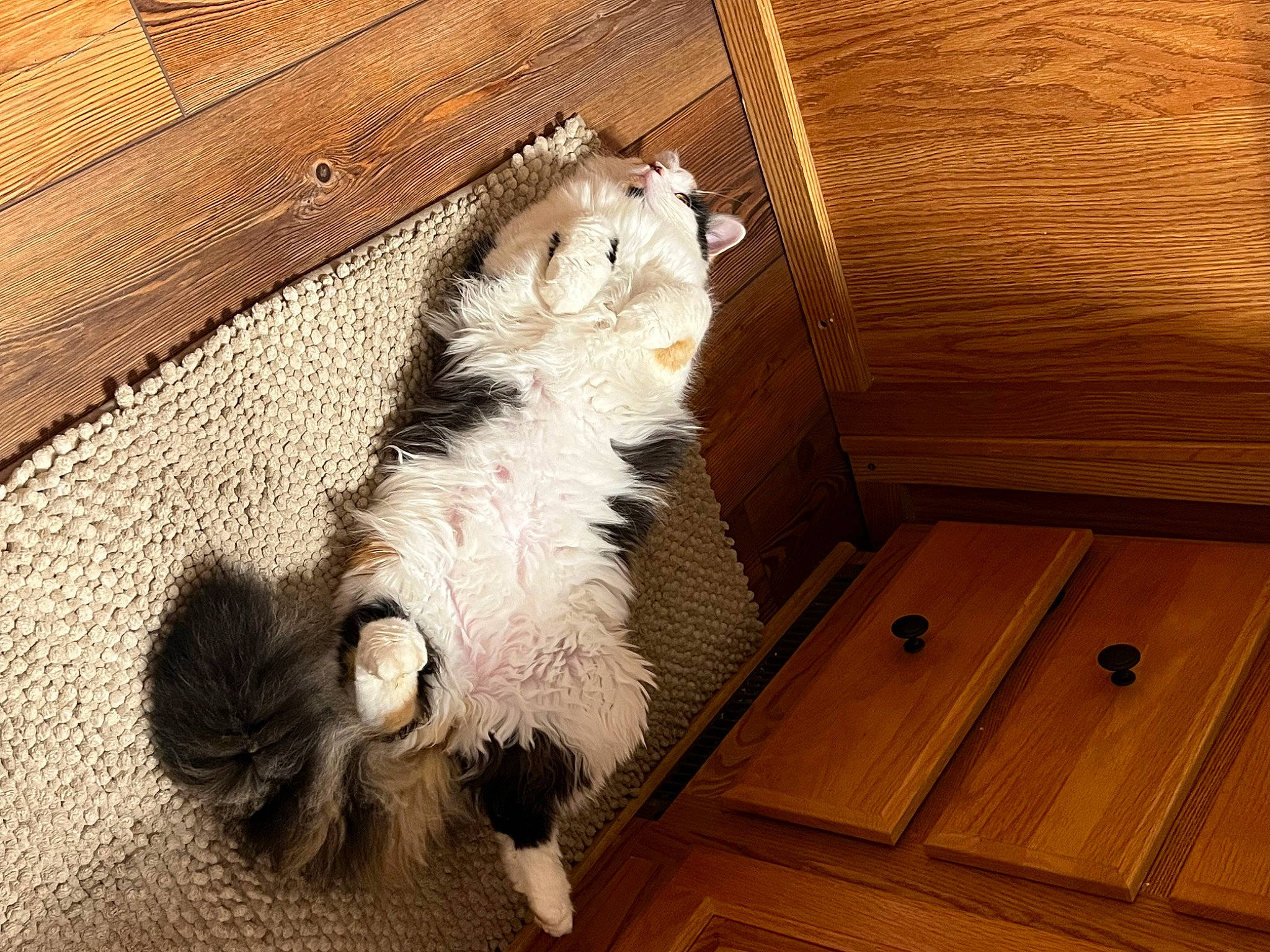 Allie is registered to the contest to win money with this photo: carnivore, cat, comfort, companion_dog, dog_breed, domestic_short_haired_cat, felidae, floor, flooring, fur, hardwood, mammal, paw, plank, plywood, small_to_medium_sized_cats, tail, whiskers, wood, wood_stain