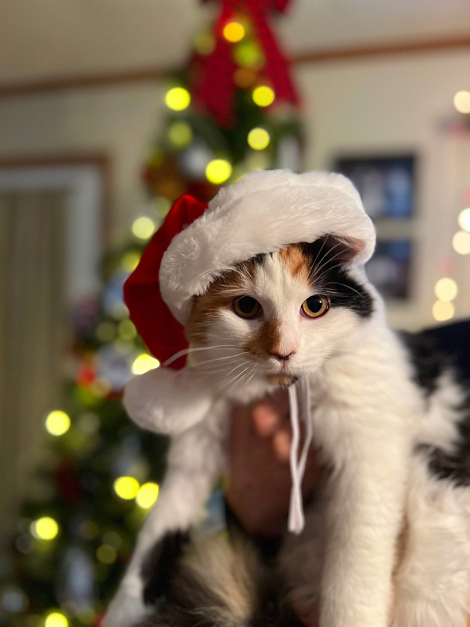 Allie is registered to the contest to win money with this photo: carnivore, cat, christmas, christmas_decoration, christmas_ornament, christmas_tree, conifer, event, fawn, felidae, fur, hat, holiday, holiday_ornament, ornament, plant, small_to_medium_sized_cats, tree, whiskers, winter