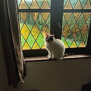 Nénette participe au concours pour gagner de l'argent avec cette photo : cat, windowsill, window, curtain, indoor, daylight, greenery, garden, animal, pet, feline, white_cat, black_patch, wooden_surface, glass, diamond_pattern, house, cozy, sitting, looking