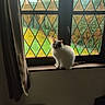 cat, windowsill, window, curtain, indoor, daylight, greenery, garden, animal, pet, feline, white_cat, black_patch, wooden_surface, glass, diamond_pattern, house, cozy, sitting, looking