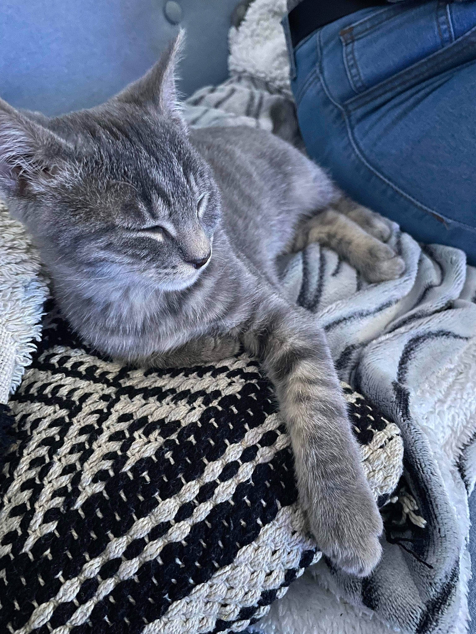 Gypsi a rejoint le concours — aidez-le/la à gagner de superbes lots ! automotive_tire, carnivore, cat, claw, comfort, denim, domestic_short_haired_cat, felidae, fur, grey, human_leg, nap, pattern, paw, sitting, small_to_medium_sized_cats, snout, tail, vertebrate, whiskers