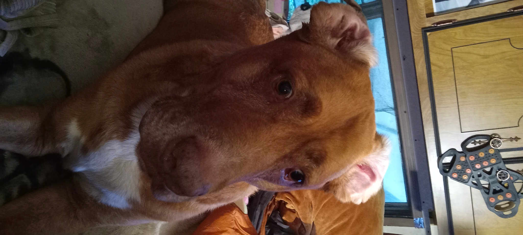 Buddy