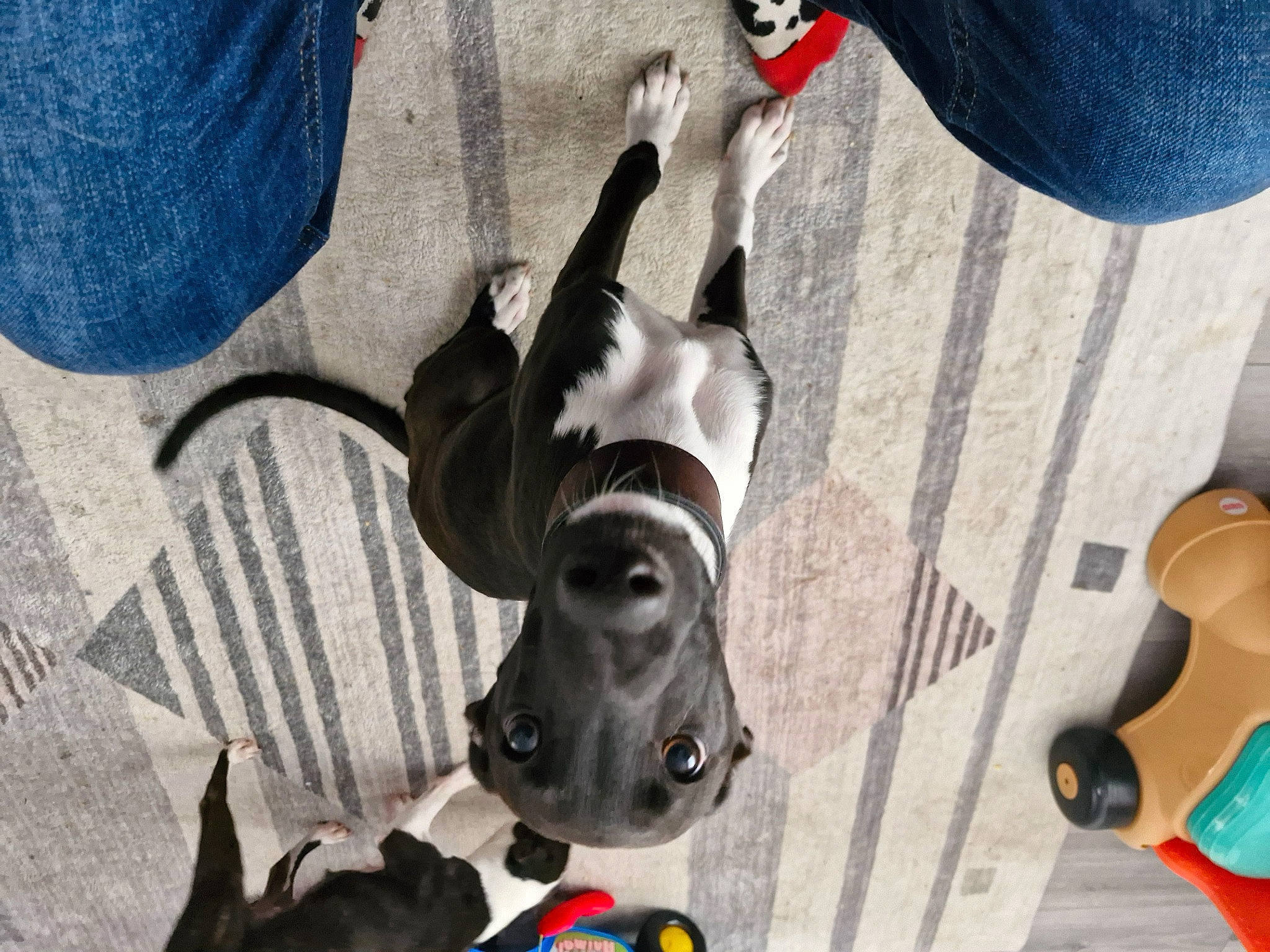 Darko joined the competition — help win amazing prizes! adventure, canidae, carmine, carnivore, chair, climbing, companion_dog, dog, dog_breed, fawn, flooring, fun, grey, photograph, recreation, snapshot, sporting_group, tail, toy_dog, working_animal