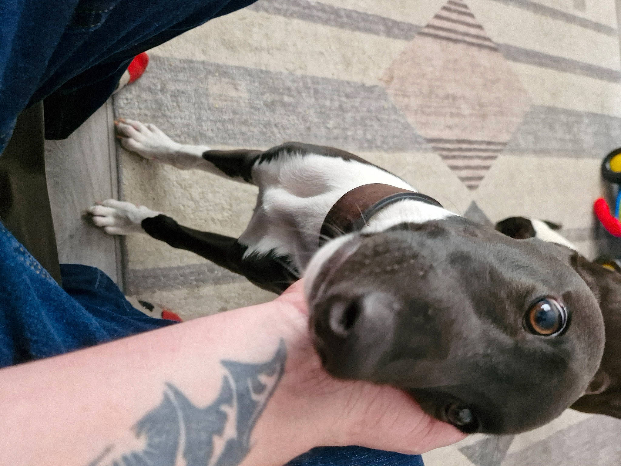 Darko joined the competition — help win amazing prizes! carnivore, collar, comfort, companion_dog, dog, dog_breed, elbow, fawn, human_leg, non_sporting_group, pet_supply, snout, sporting_group, tattoo, whiskers, working_animal, wrist