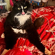 Boots joined the competition — help win amazing prizes! cat, tuxedo_cat, pet, indoor, bed, blanket, red_bedding, fur, whiskers, tongue, paws, cozy, domestic_animal, mammal, feline, closeup, portrait, bedroom, plush, relaxed
