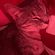 Kamari is registered to the contest to win money with this photo: animal, cat, close_up, closed_eyes, cozy, cuddly, ears, feline, fur, indoor, nose, pet, photography, portrait, red_tint, relaxed, resting, sleeping, soft_fur, whiskers