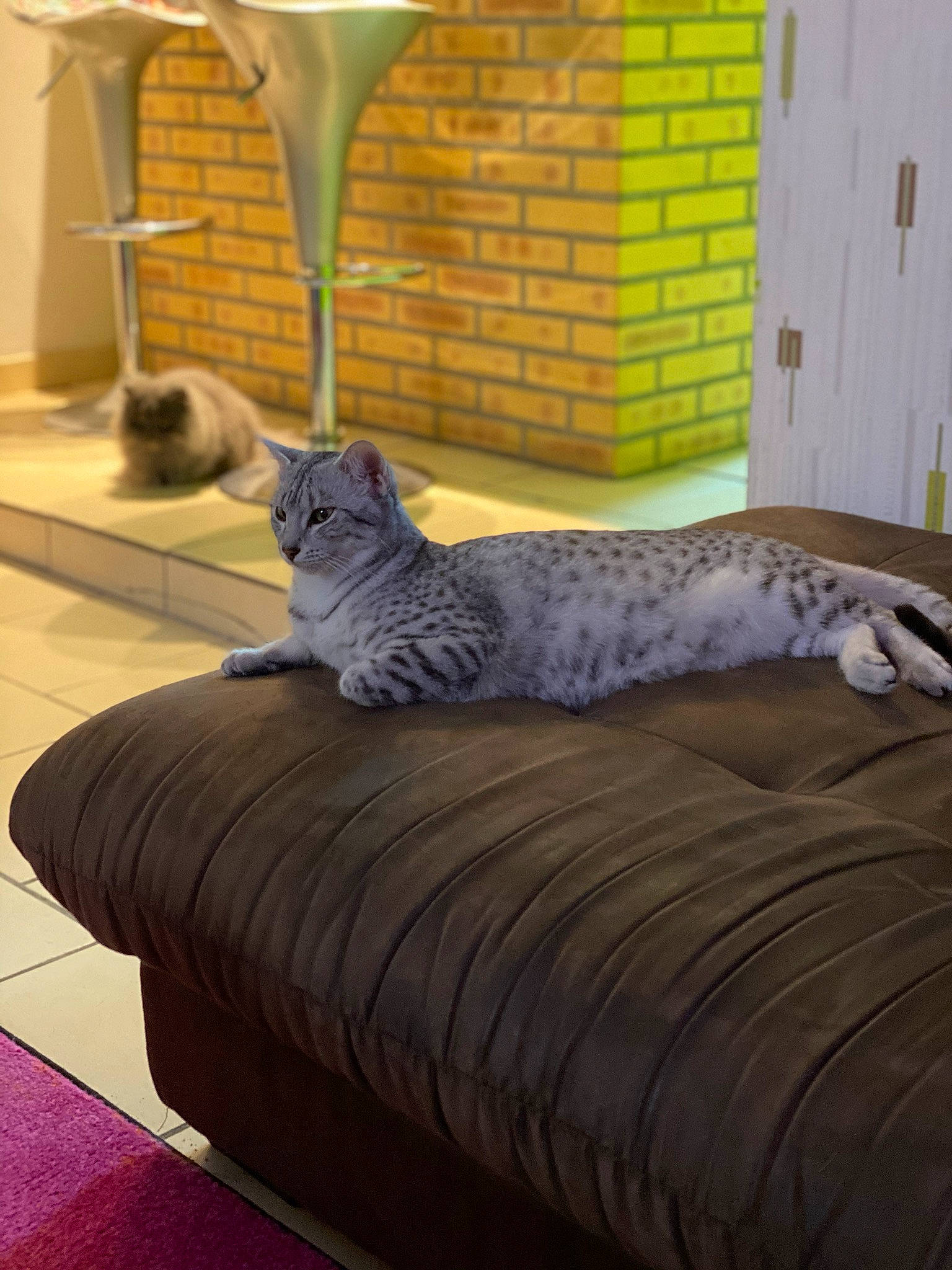 Pepone a rejoint le concours — aidez-le/la à gagner de superbes lots ! asian, bed, bed_sheet, bedroom, carnivore, cat, comfort, couch, domestic_short_haired_cat, egyptian_mau, european_shorthair, felidae, furniture, home, interior_design, kitten, ocicat, room, small_to_medium_sized_cats, whiskers