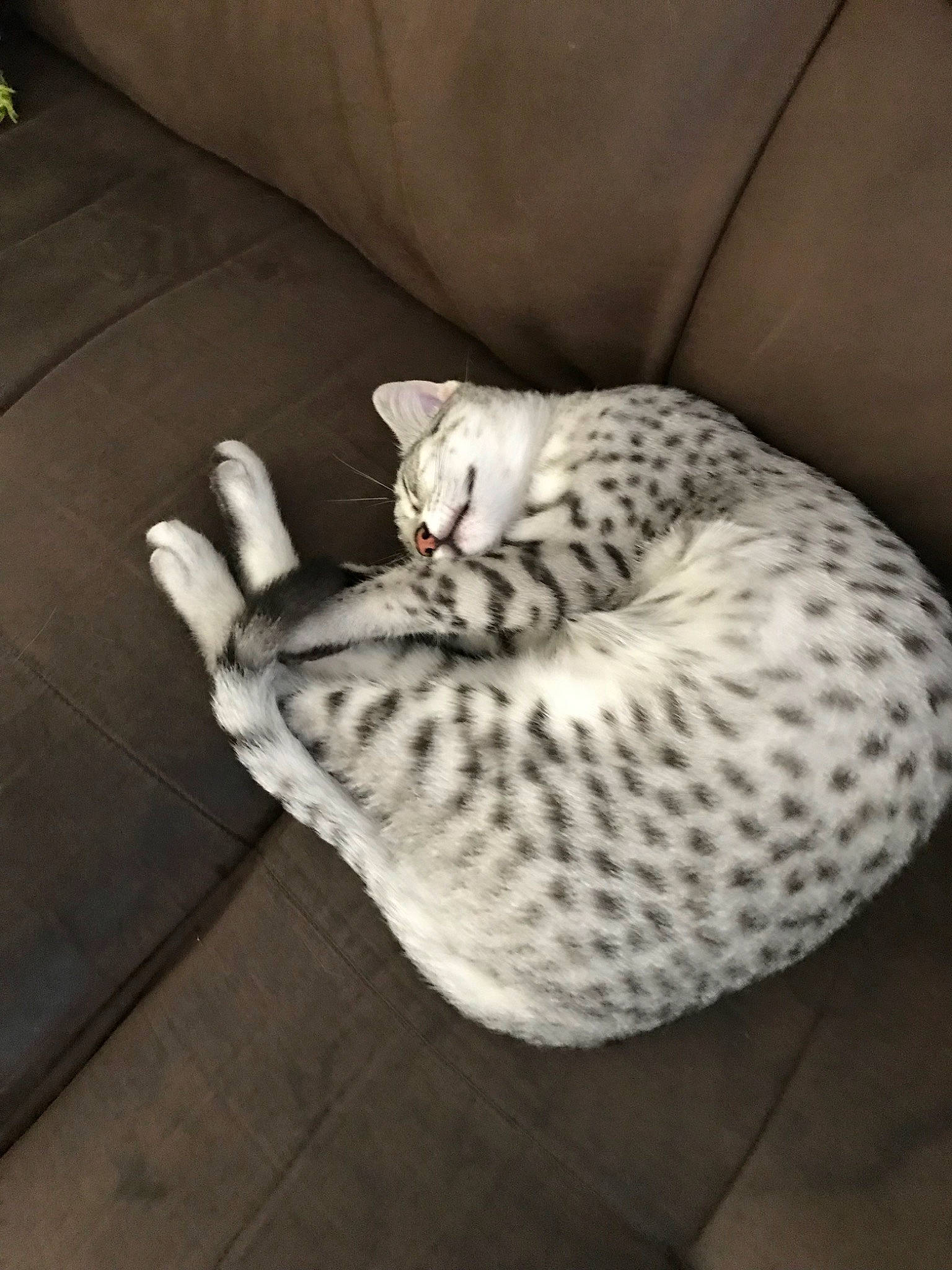 Pepone a rejoint le concours — aidez-le/la à gagner de superbes lots ! asian, bengal, california_spangled, carnivore, cat, egyptian_mau, european_shorthair, felidae, fur, kitten, mammal, ocicat, savannah, small_to_medium_sized_cats, snout, tabby_cat, tail, whiskers, wildlife