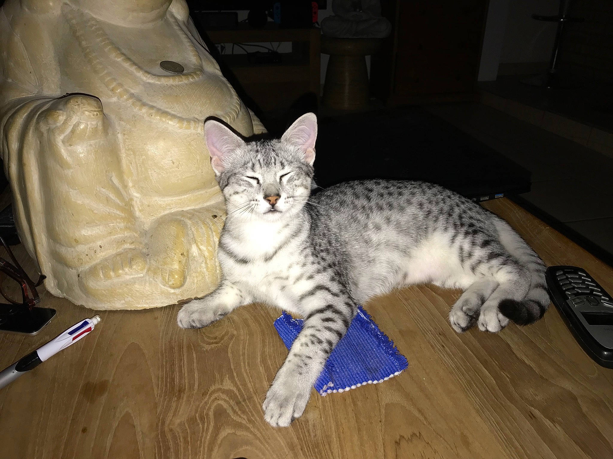 Pepone a rejoint le concours — aidez-le/la à gagner de superbes lots ! american_shorthair, asian, california_spangled, carnivore, cat, domestic_short_haired_cat, dragon_li, egyptian_mau, european_shorthair, felidae, floor, flooring, kitten, mammal, ocicat, savannah, small_to_medium_sized_cats, tabby_cat, vertebrate, whiskers