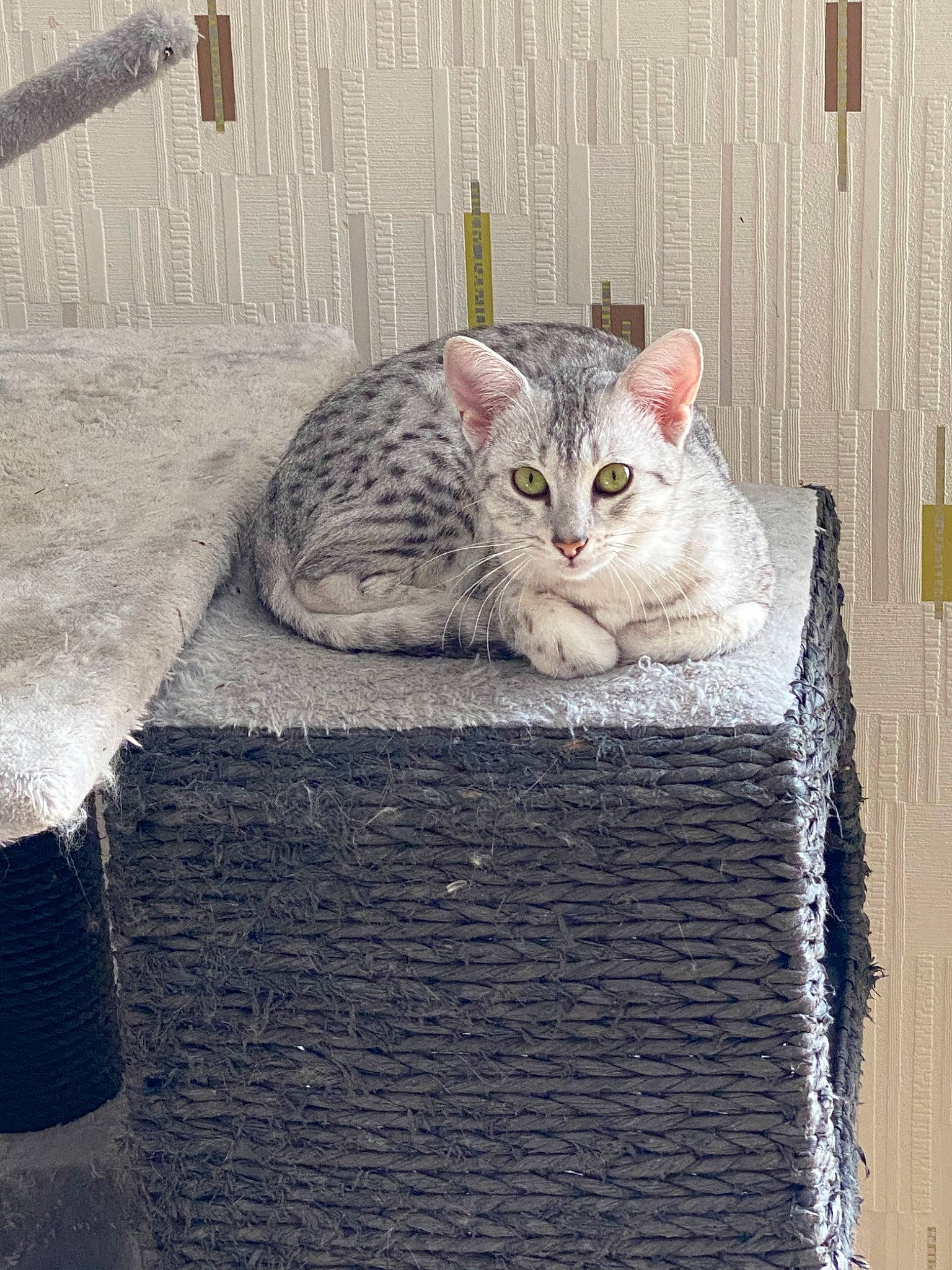 Philae a rejoint le concours — aidez-le/la à gagner de superbes lots ! aegean_cat, asian, carnivore, cat, domestic_short_haired_cat, dragon_li, egyptian_mau, european_shorthair, felidae, kitten, mammal, polydactyl_cat, small_to_medium_sized_cats, tabby_cat, whiskers, wicker