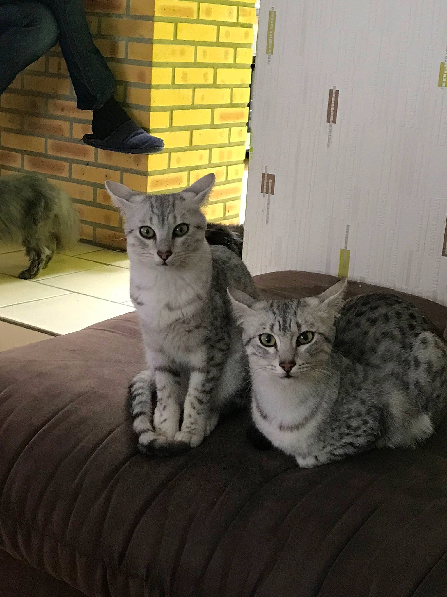 Philae participe au concours pour gagner de l'argent avec cette photo : american_shorthair, asian, australian_mist, british_semi_longhair, california_spangled, carnivore, cat, domestic_short_haired_cat, dragon_li, egyptian_mau, european_shorthair, eye, felidae, kitten, mammal, pixie_bob, small_to_medium_sized_cats, tabby_cat, vertebrate, whiskers