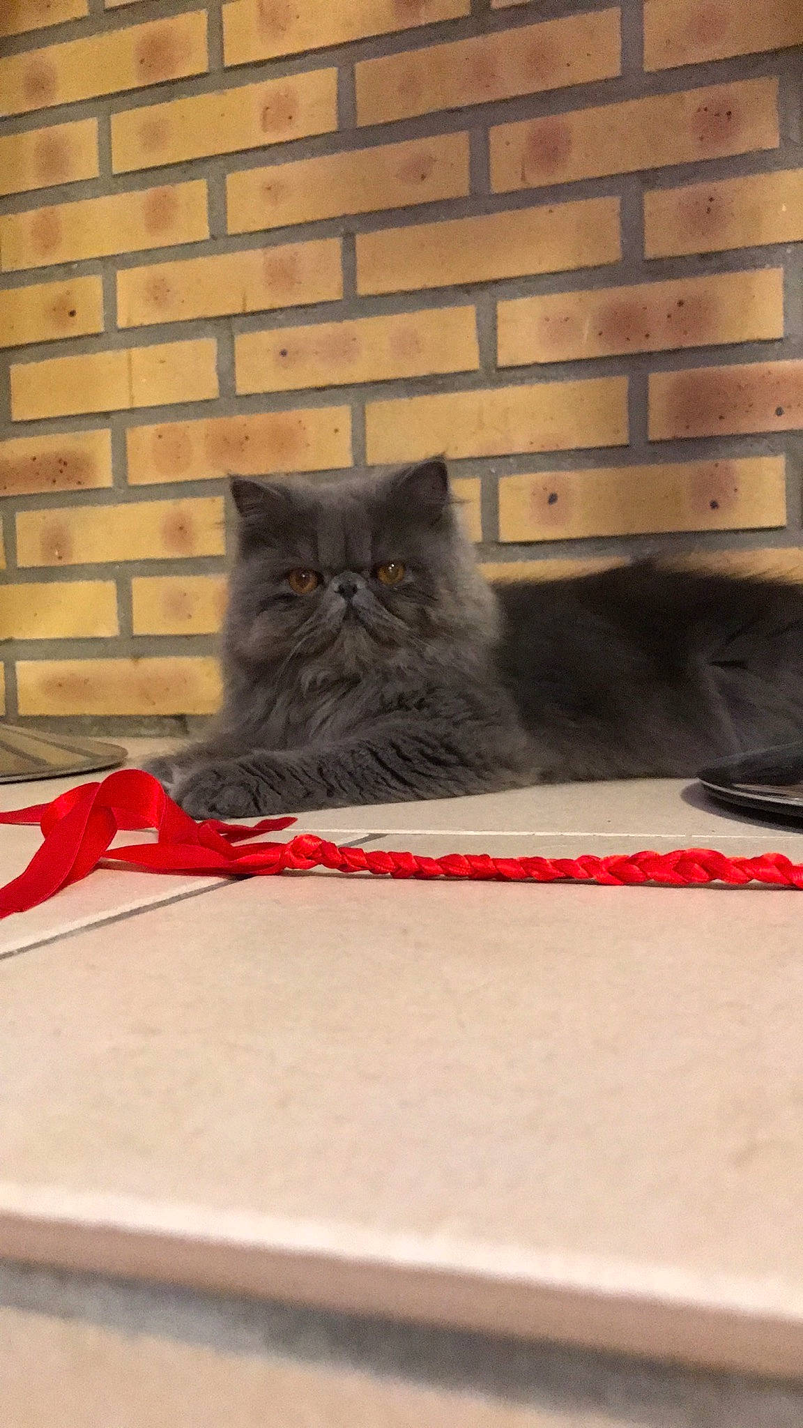 Minuit participe au concours pour gagner de l'argent avec cette photo : asian, british_longhair, british_semi_longhair, carnivore, cat, domestic_long_haired_cat, domestic_short_haired_cat, fawn, felidae, kitten, mammal, norwegian_forest_cat, persian, small_to_medium_sized_cats, whiskers