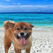 Gertrude joined the competition — help win amazing prizes! animal, beach, canine, dog, fluffy, happy, nature, ocean, outdoor, pet, playful, sand, shore, sky, smiling, summer, sunny, tongue_out, vacation, water