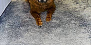 Gertrude is registered to the contest to win money with this photo: animal, brown_dog, canine, carpet, companion, cute, dog, domestic, ears, face, floor, fluffy, fur, home, indoor, looking_at_camera, paw, pet, relaxed, rug