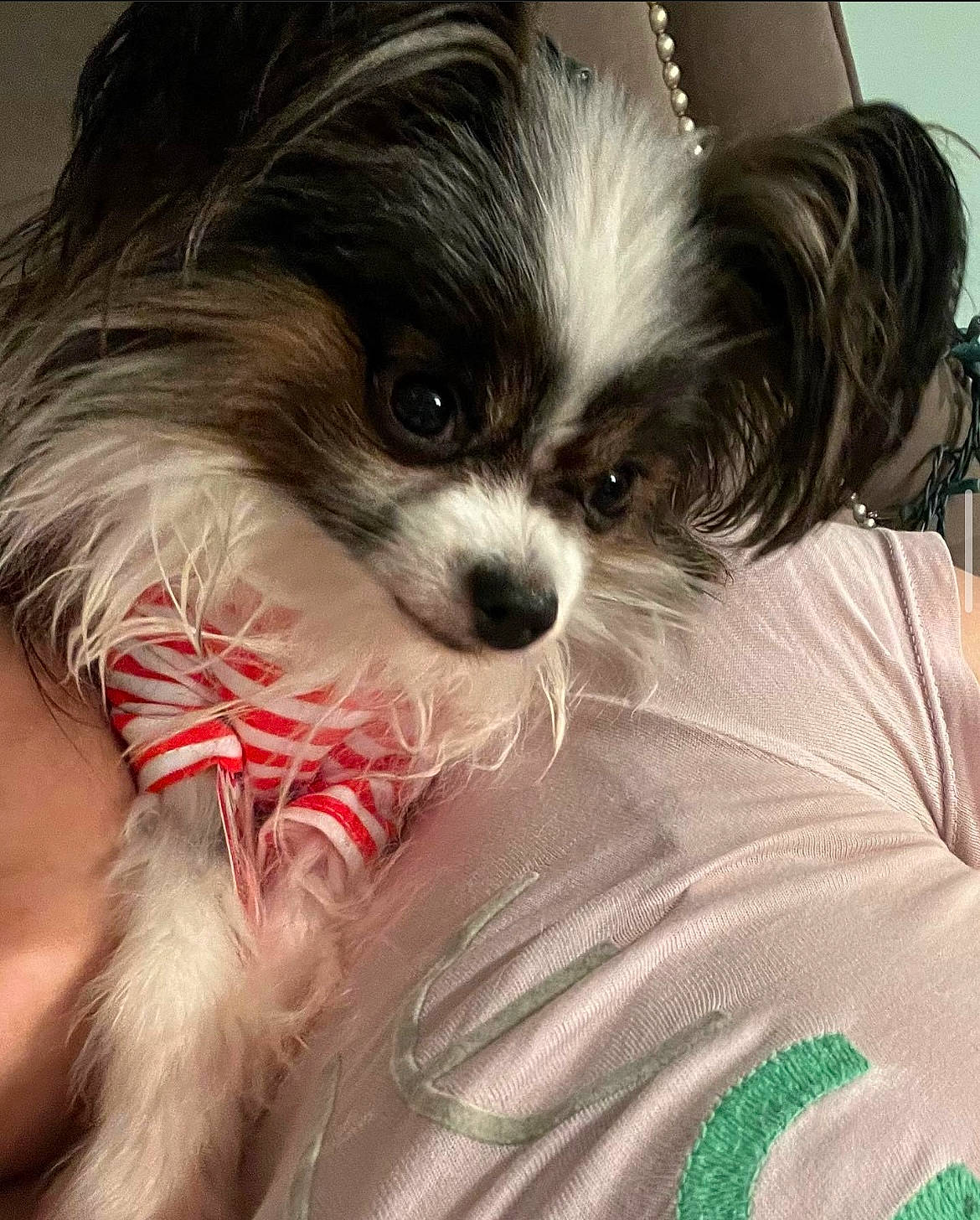 Peanut is registered to the contest to win money with this photo: canidae, carnivore, companion_dog, dog, dog_breed, dog_supply, eye, fawn, fur, liver, non_sporting_group, papillon, pet_supply, snout, sporting_group, terrestrial_animal, toy_dog, working_animal