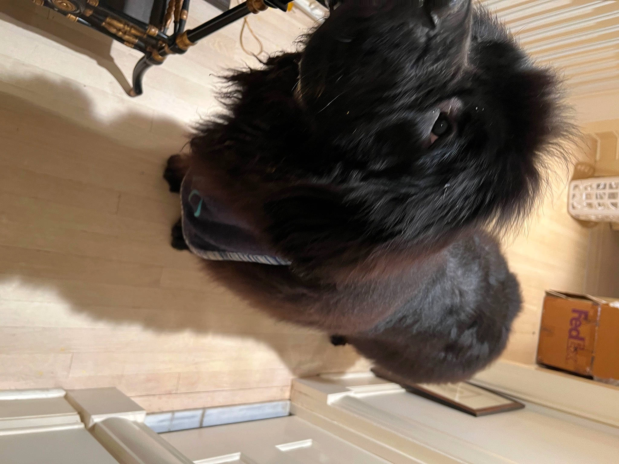 Tito is registered to the contest to win money with this photo: canidae, carnivore, claw, companion_dog, dog, dog_breed, felidae, flooring, foot, fur, liver, paw, pet_supply, small_to_medium_sized_cats, snout, sporting_group, tail, toy_dog, whiskers, working_animal