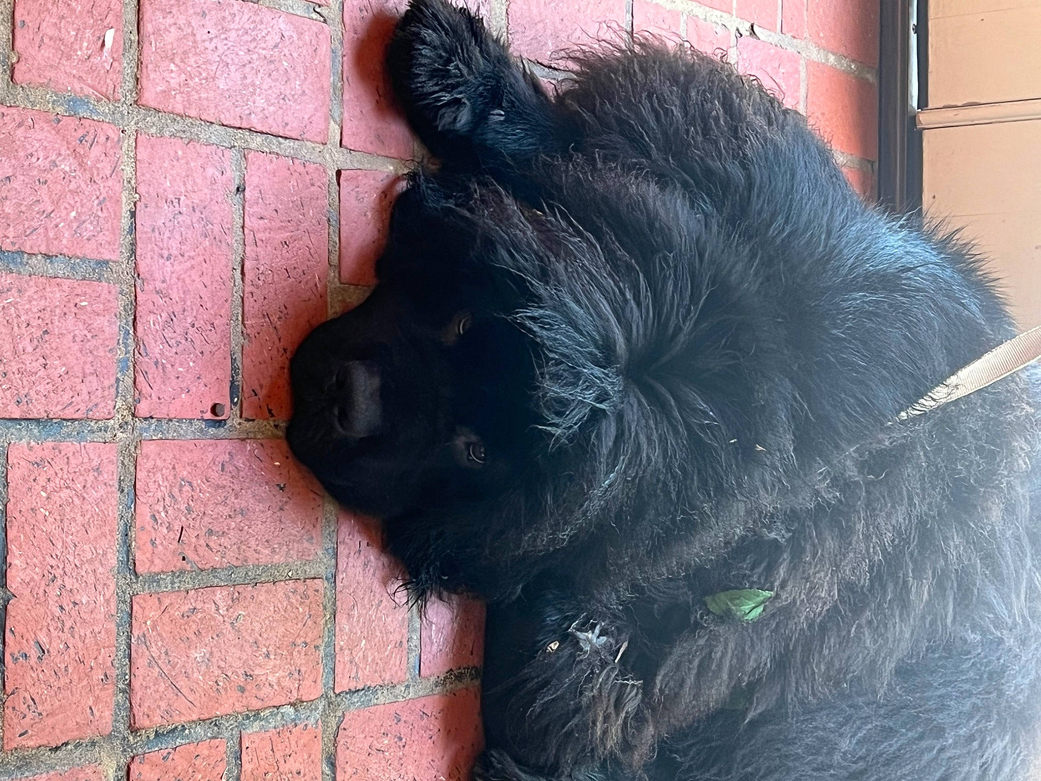 Tito joined the competition — help win amazing prizes! bear, brick, brickwork, canidae, carnivore, dog_breed, fang, fur, paw, sporting_group, tail, terrestrial_animal, tints_and_shades, whiskers, working_animal