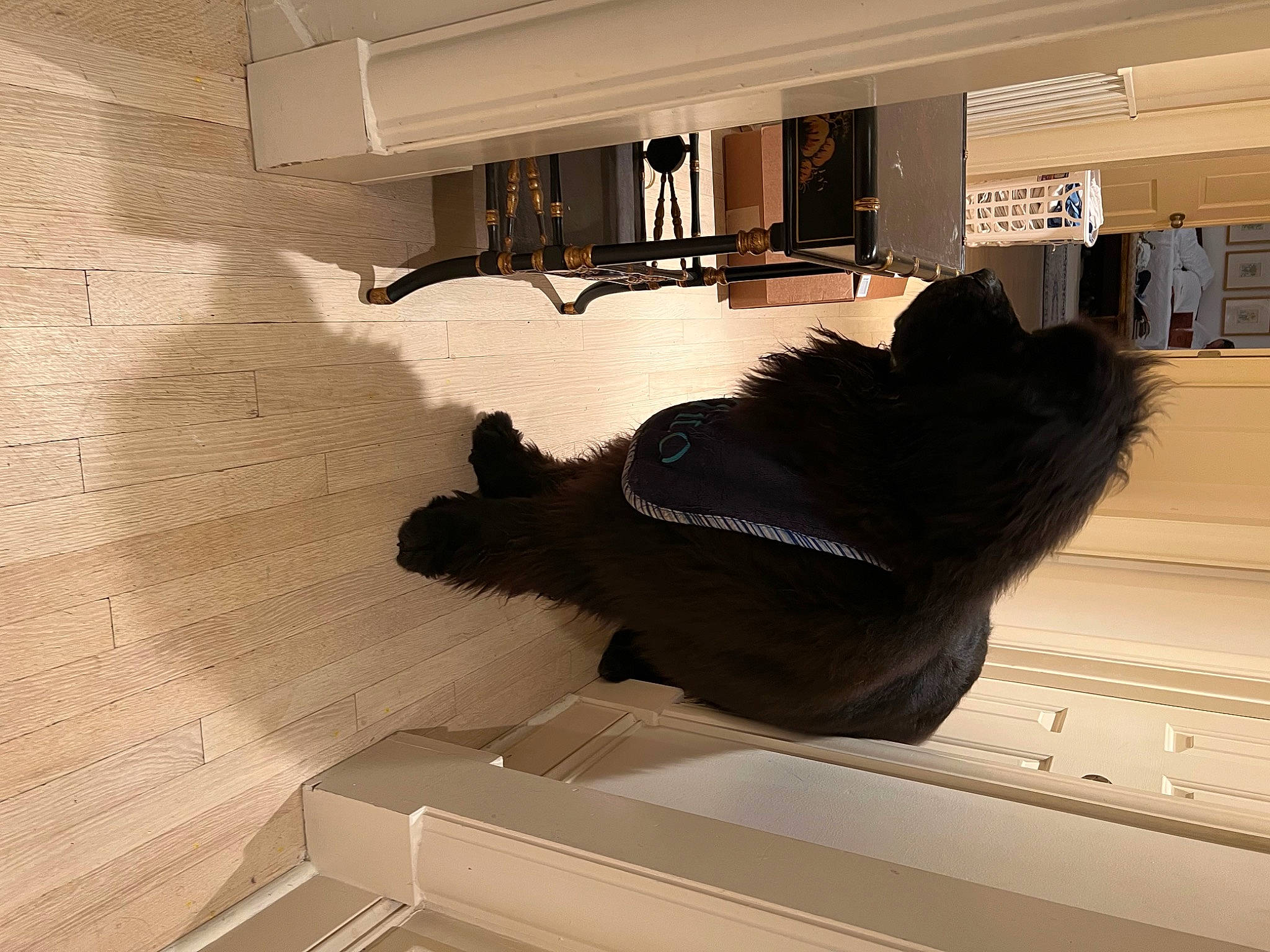 Tito is registered to the contest to win money with this photo: art, automotive_design, ceiling, comfort, floor, flooring, fur, hardwood, interior_design, plaster, room, shadow, stairs, tail, tints_and_shades, window, wing, wood