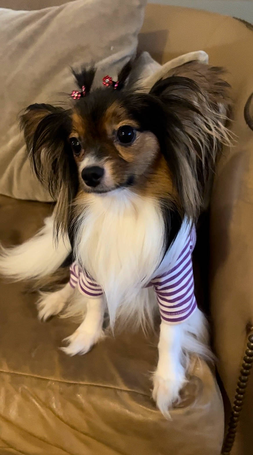 Ravin joined the competition — help win amazing prizes! canidae, carnivore, companion_dog, dog, dog_breed, dog_supply, fawn, fur, iris, papillon, snout, sporting_group, terrestrial_animal, toy_dog, whiskers, working_animal, working_dog